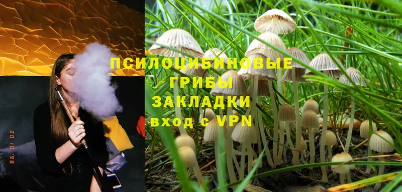 мега вход  купить наркотики цена  Починок  Галлюциногенные грибы Psilocybine cubensis 